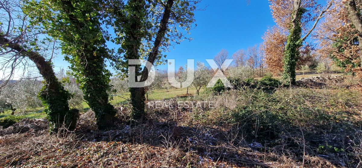 ISTRA, PIĆAN - Gradbeno zemljišče, oljčni nasad, vinograd, njiva, popolna samota in fantastičen razgled