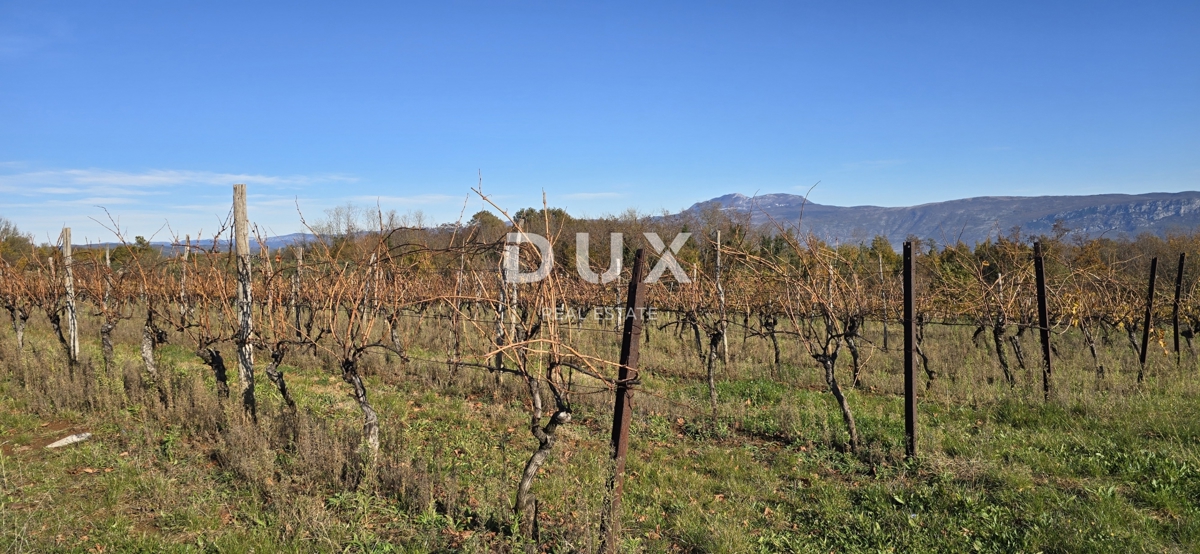 ISTRA, PIĆAN - Gradbeno zemljišče, oljčni nasad, vinograd, njiva, popolna samota in fantastičen razgled