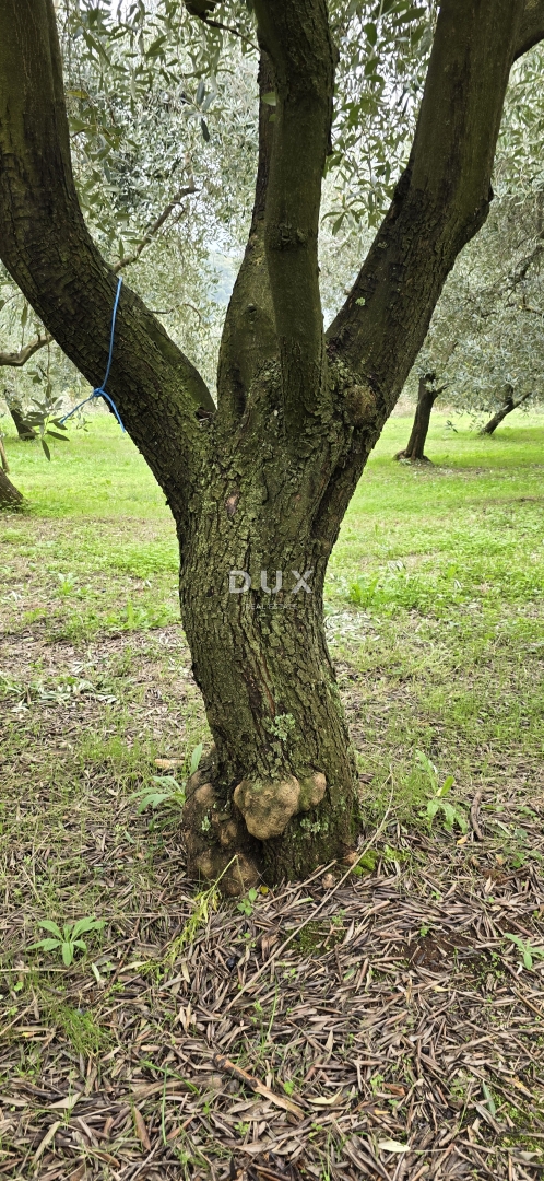 ISTRA, PIĆAN - Gradbeno zemljišče, oljčni nasad, vinograd, njiva, popolna samota in fantastičen razgled