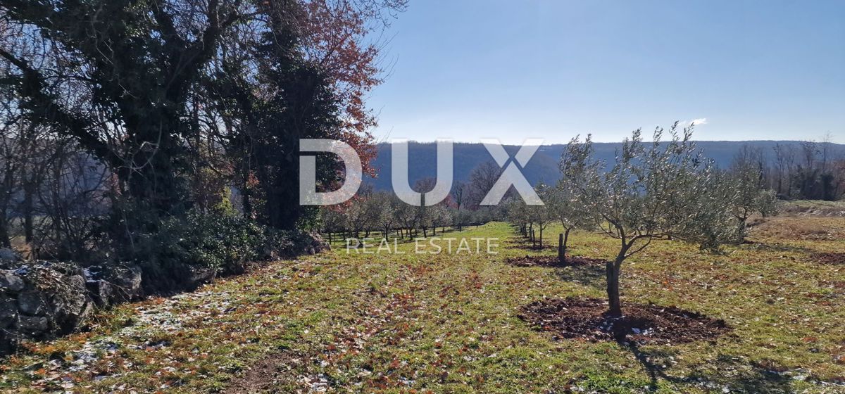 ISTRA, PIĆAN - Gradbeno zemljišče, oljčni nasad, vinograd, njiva, popolna samota in fantastičen razgled