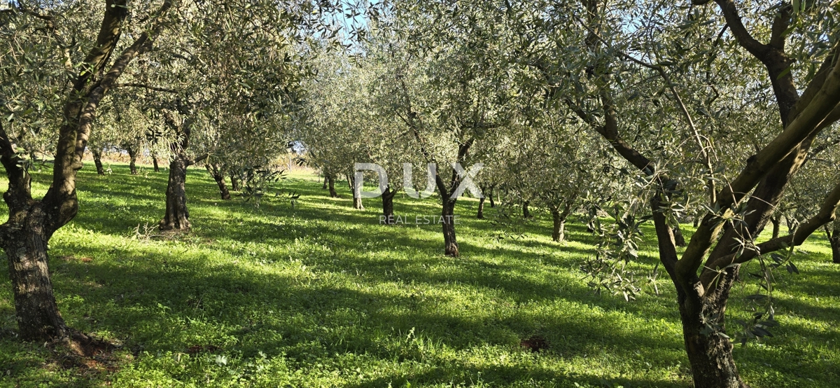 ISTRA, PIĆAN - Gradbeno zemljišče, oljčni nasad, vinograd, njiva, popolna samota in fantastičen razgled