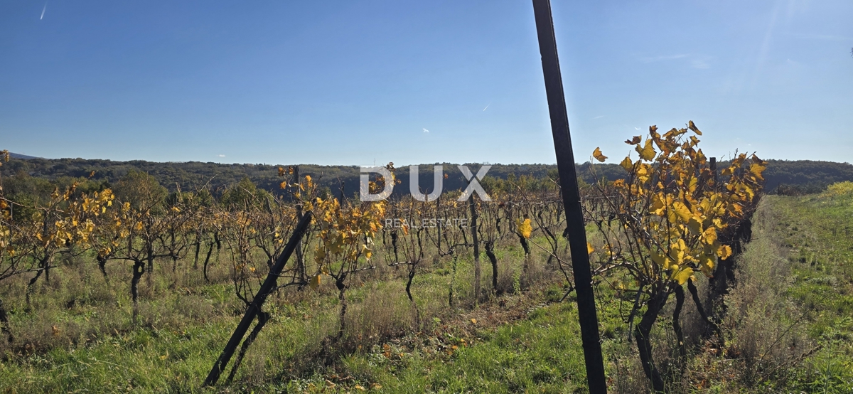 ISTRA, PIĆAN - Gradbeno zemljišče, oljčni nasad, vinograd, njiva, popolna samota in fantastičen razgled