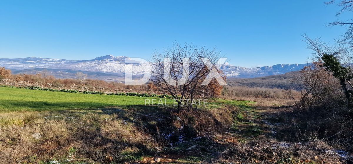 ISTRA, PIĆAN - Gradbeno zemljišče, oljčni nasad, vinograd, njiva, popolna samota in fantastičen razgled