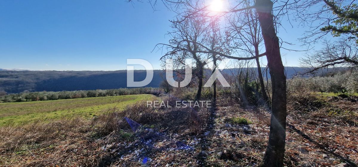 ISTRA, PIĆAN - Gradbeno zemljišče, oljčni nasad, vinograd, njiva, popolna samota in fantastičen razgled