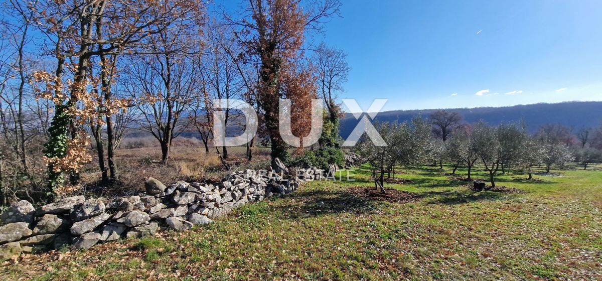 ISTRA, PIĆAN - Gradbeno zemljišče, oljčni nasad, vinograd, njiva, popolna samota in fantastičen razgled