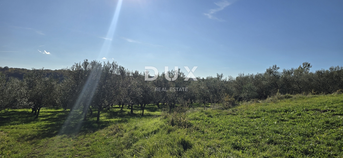 ISTRA, PIĆAN - Gradbeno zemljišče, oljčni nasad, vinograd, njiva, popolna samota in fantastičen razgled