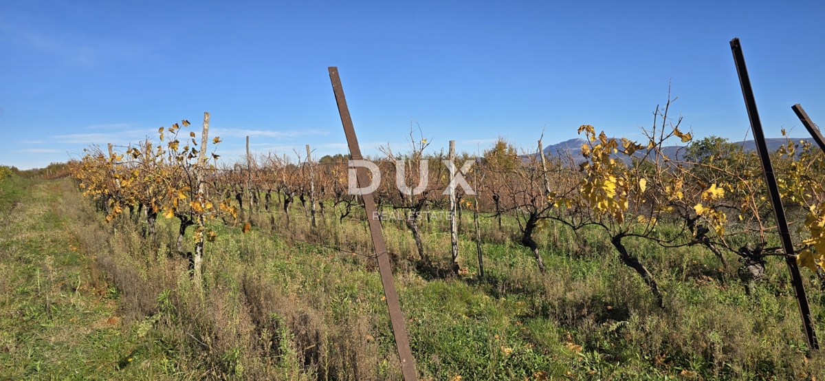 ISTRA, PIĆAN - Gradbeno zemljišče, oljčni nasad, vinograd, njiva, popolna samota in fantastičen razgled
