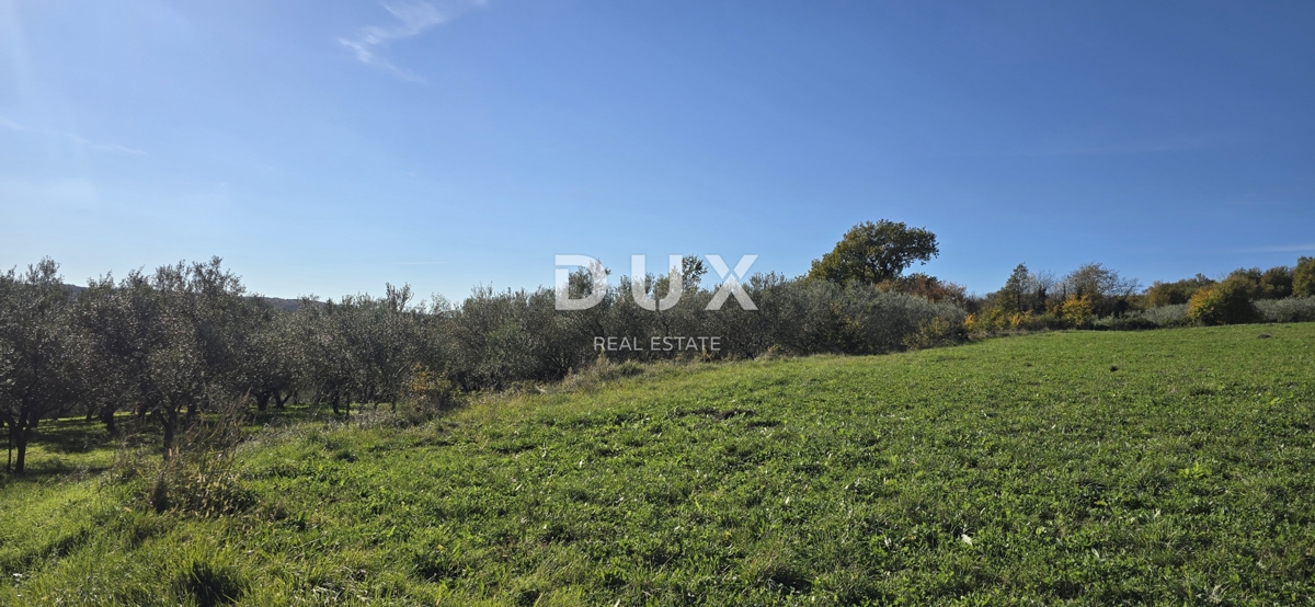 ISTRA, PIĆAN - Gradbeno zemljišče, oljčni nasad, vinograd, njiva, popolna samota in fantastičen razgled