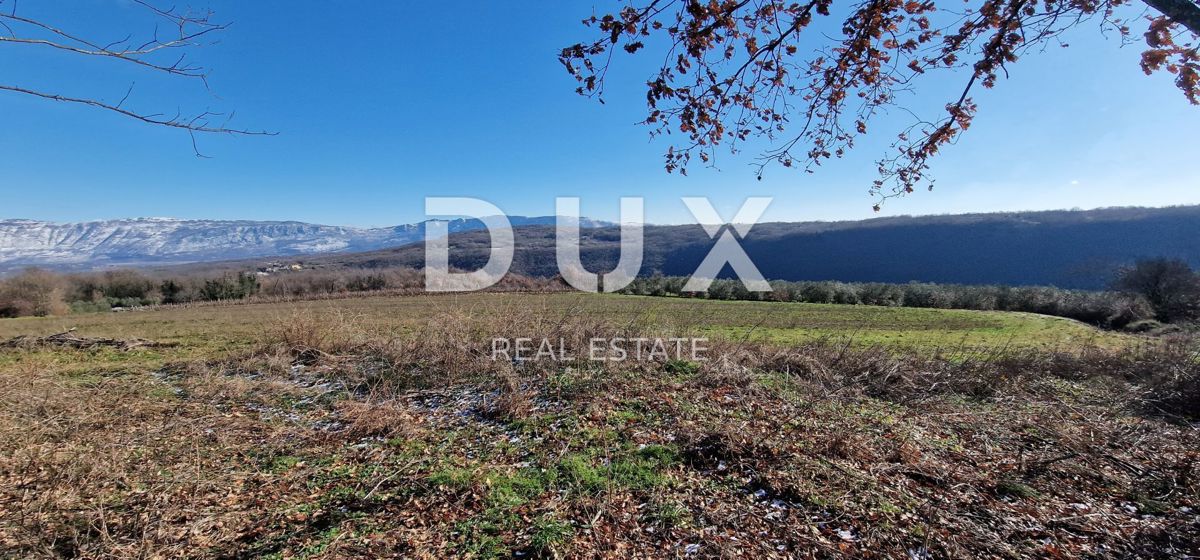 ISTRA, PIĆAN - Gradbeno zemljišče, oljčni nasad, vinograd, njiva, popolna samota in fantastičen razgled