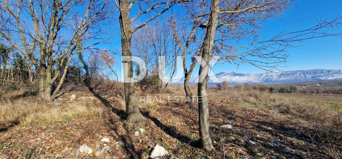 ISTRA, PIĆAN - Gradbeno zemljišče, oljčni nasad, vinograd, njiva, popolna samota in fantastičen razgled