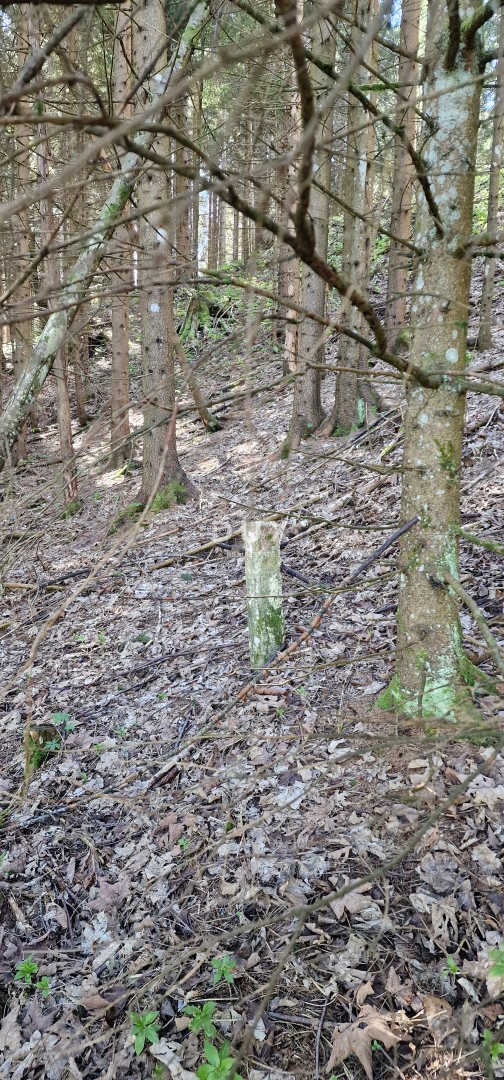 DELNICE, RAVNA GORA - zemljišče s skupno površino 13400 m2