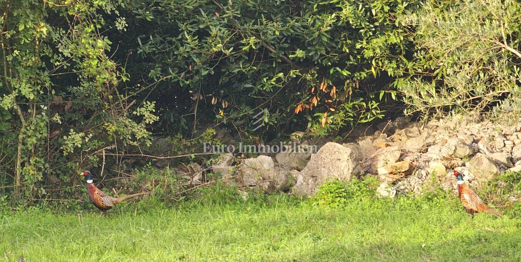 Stavbno zemljišče v okolici Malinske