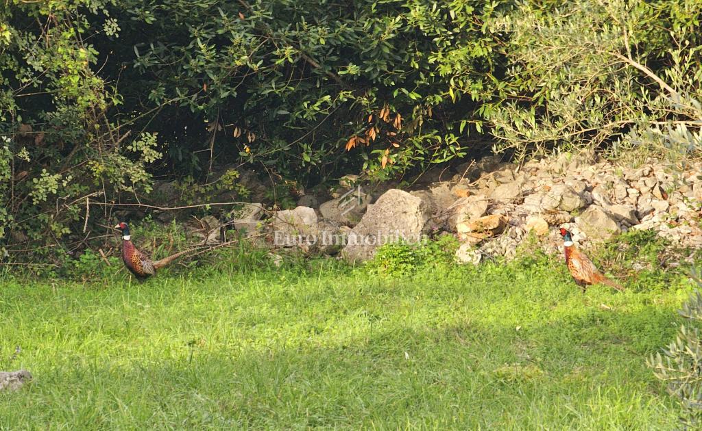 Stavbno zemljišče v okolici Malinske