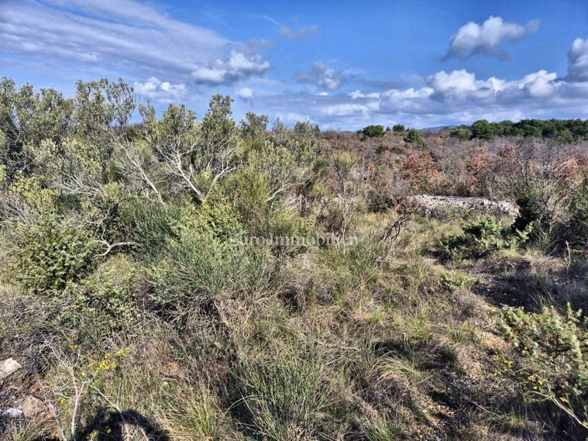 Betina, kmetijsko zemljišče v drugi vrsti do morja