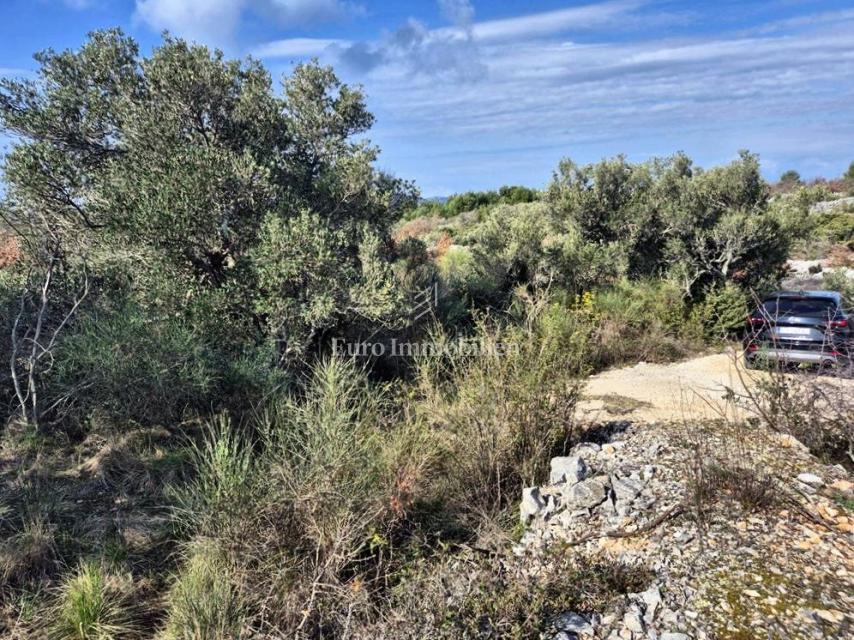 Betina, kmetijsko zemljišče v drugi vrsti do morja