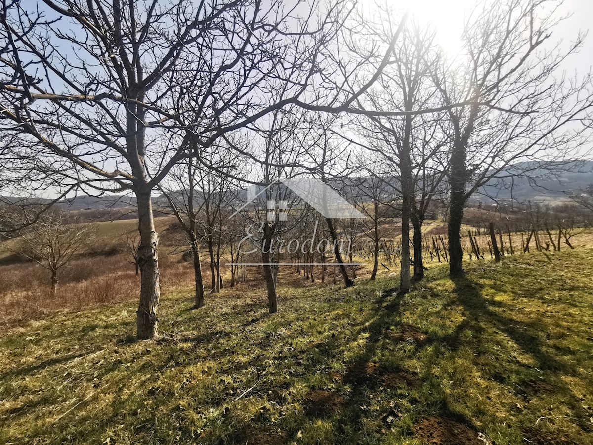 Vinograd s sadovnjakom in vikend hišo – popoln pobeg v naravo!