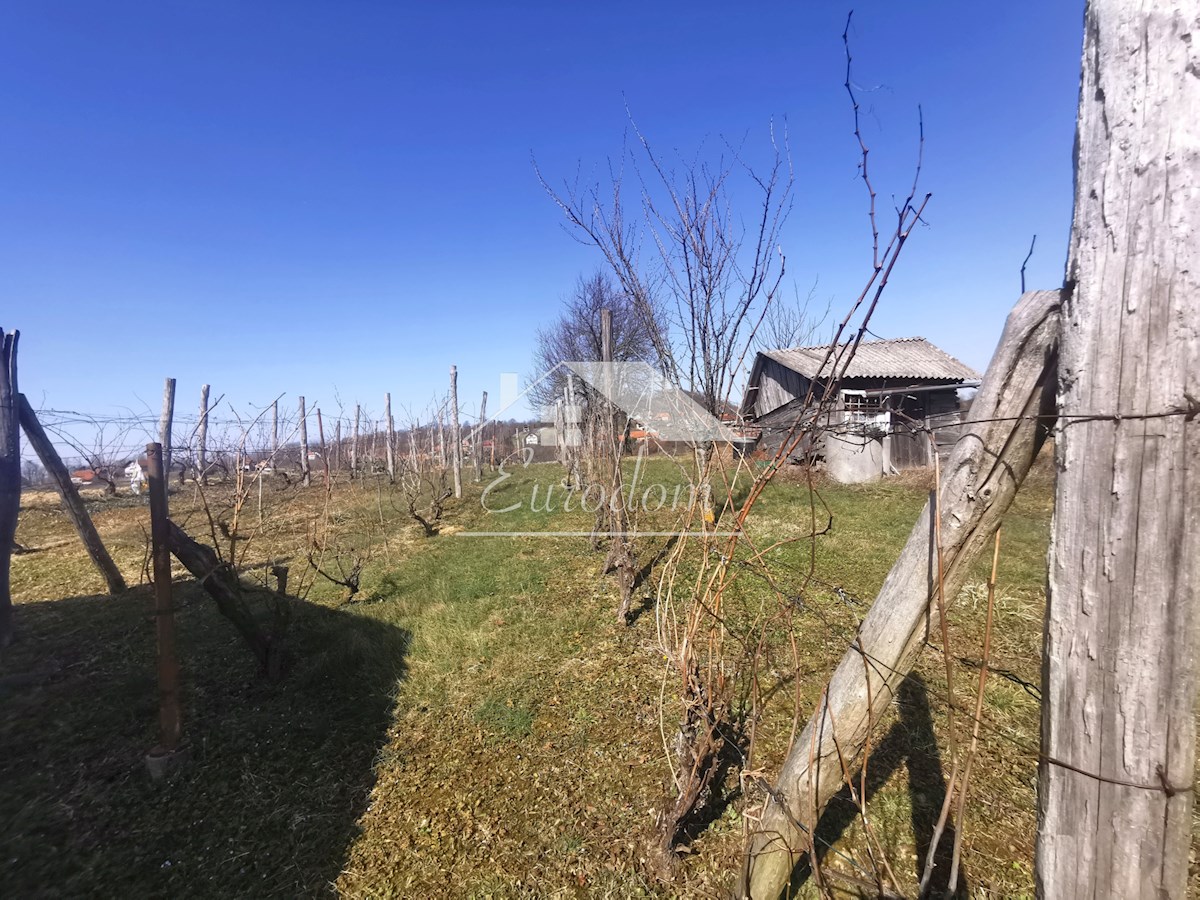 Vinograd s sadovnjakom in vikend hišo – popoln pobeg v naravo!
