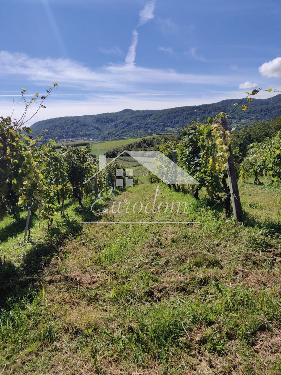 Vinograd s sadovnjakom in vikend hišo – popoln pobeg v naravo!