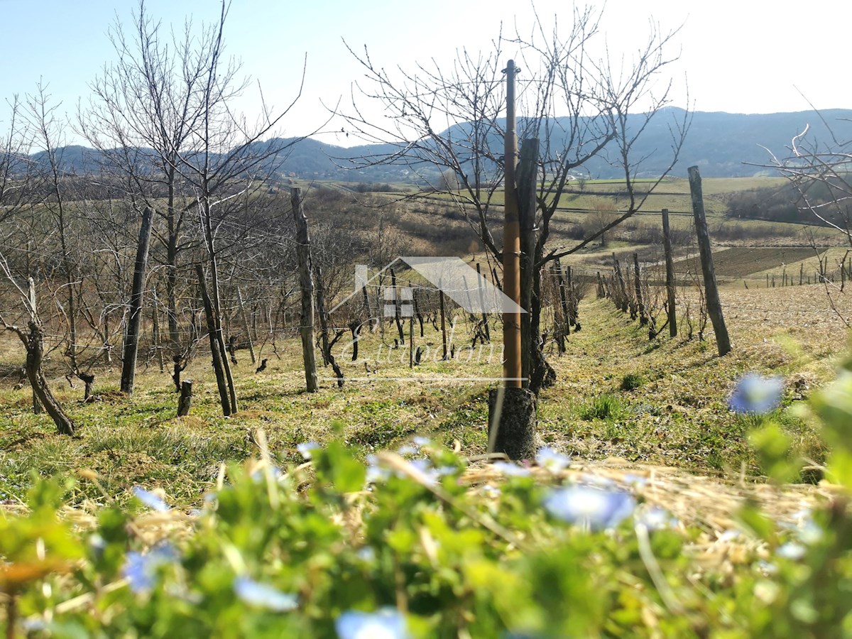 Vinograd s sadovnjakom in vikend hišo – popoln pobeg v naravo!