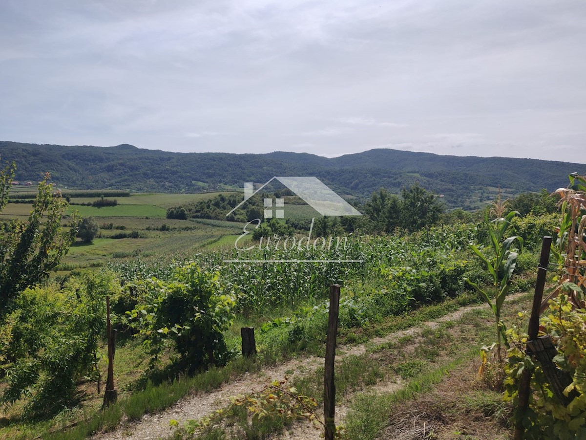 Vinograd s sadovnjakom in vikend hišo – popoln pobeg v naravo!