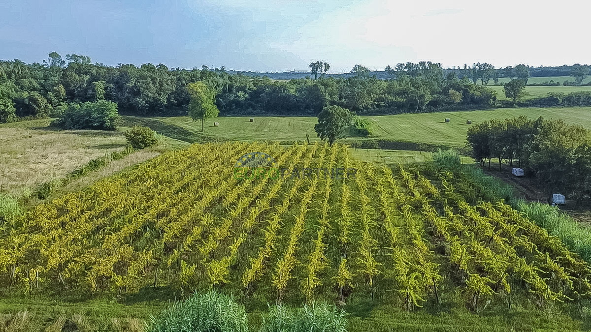 Zasajen vinograd in kmetijsko zemljišče v Bujah