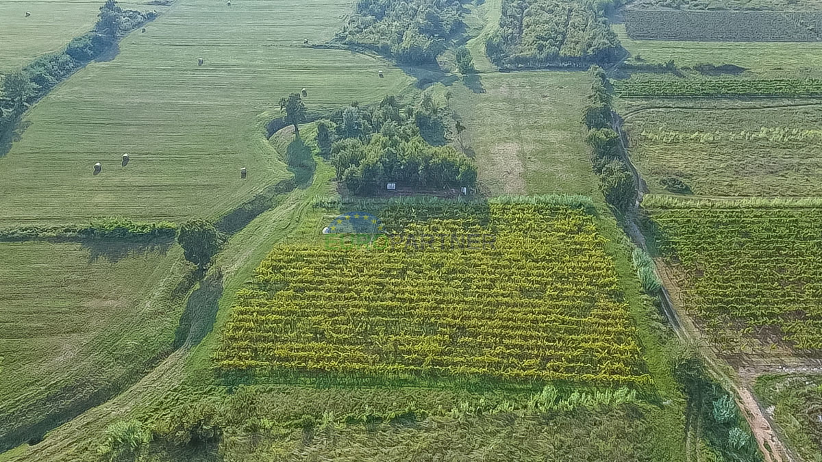 Zasajen vinograd in kmetijsko zemljišče v Bujah