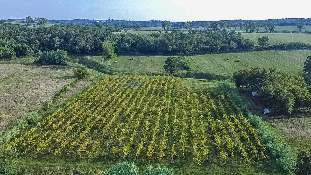 Zasajen vinograd in kmetijsko zemljišče v Bujah