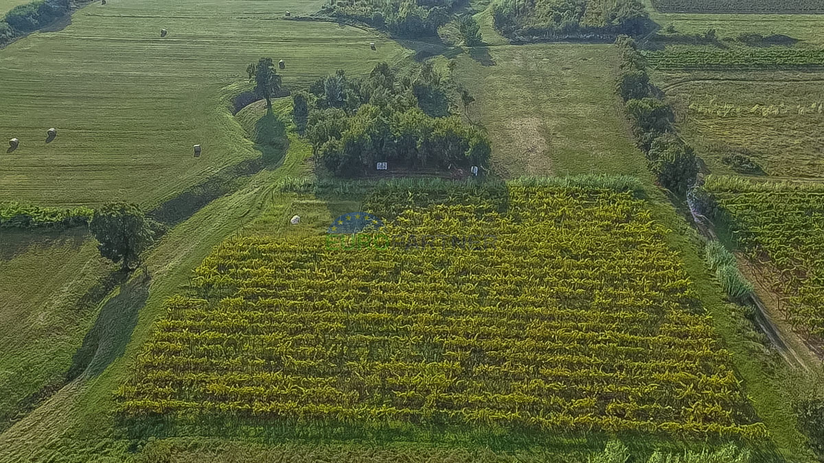 Zasajen vinograd in kmetijsko zemljišče v Bujah