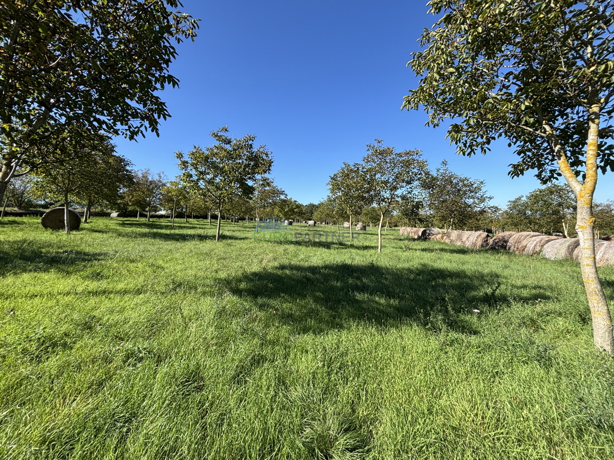 Istra, Žminj, atraktivno zemljišče 50.000,00 m² z gradbeno in kmetijsko rabo