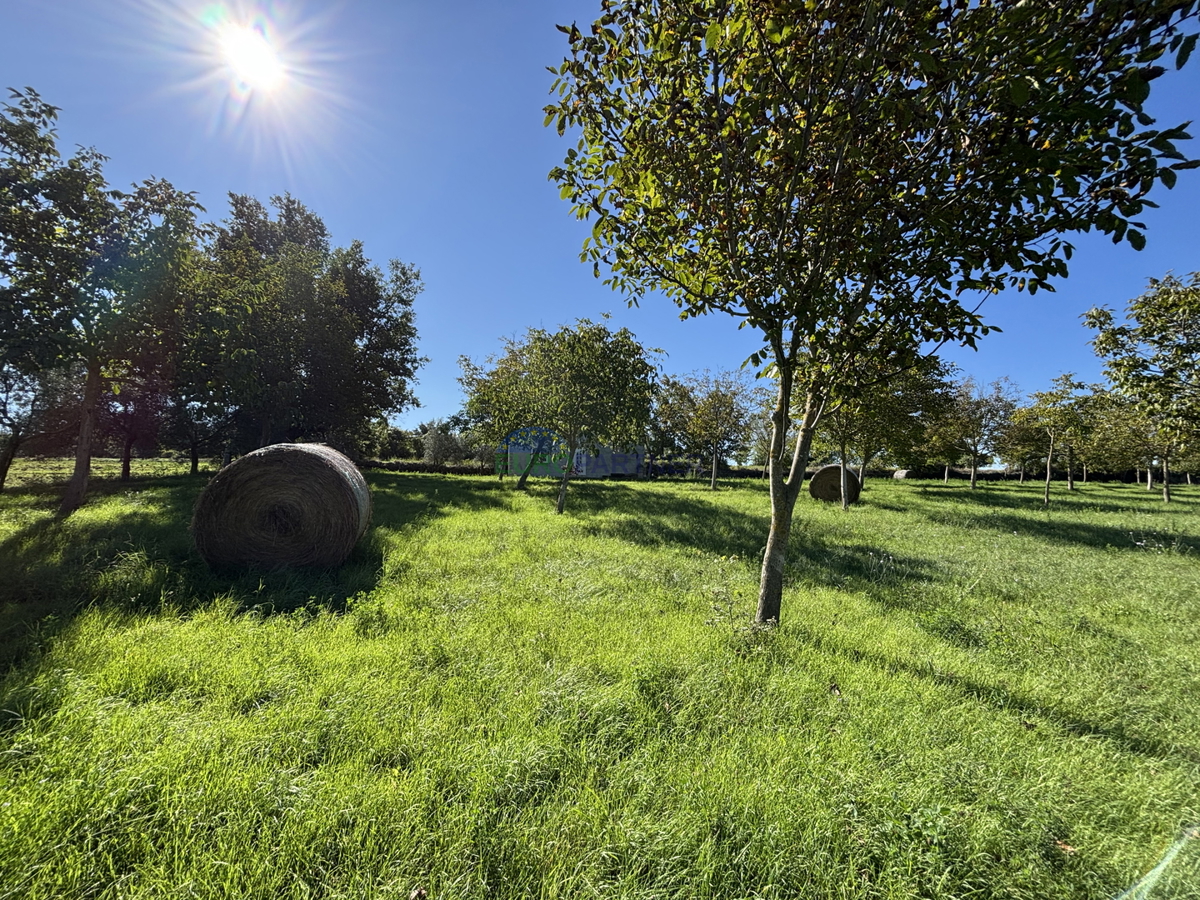 Istra, Žminj, atraktivno zemljišče 50.000,00 m² z gradbeno in kmetijsko rabo