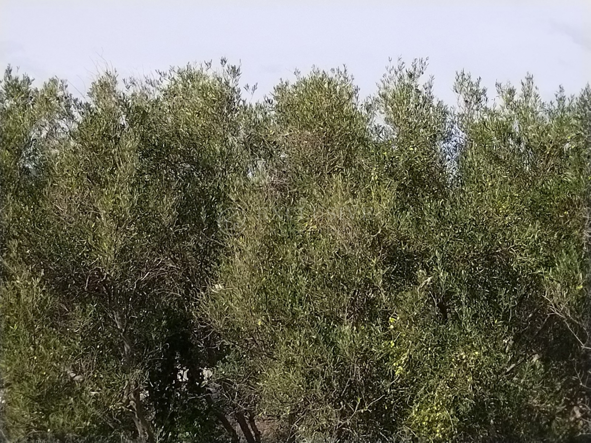 Zemljišče Punat, 2.989m2