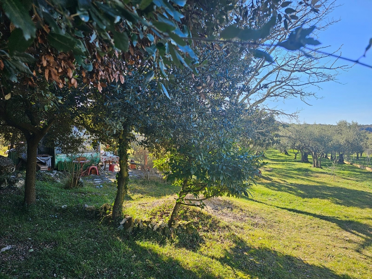 Vrsar – Oljčni nasad s 104 oljkami