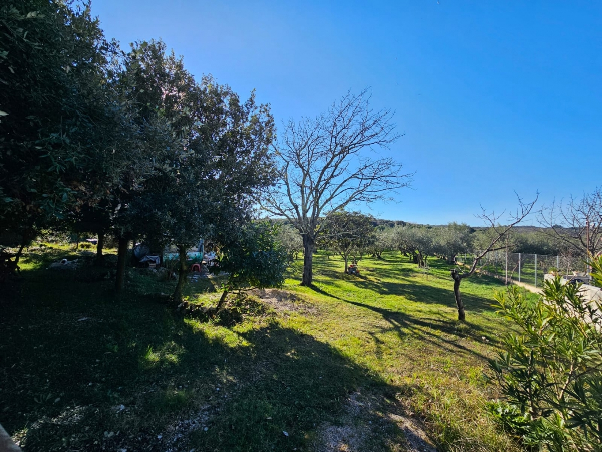 Vrsar – Oljčni nasad s 104 oljkami