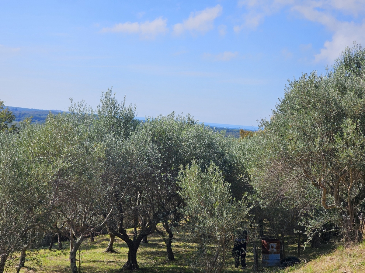 Buje - Gradbeno zemljišče s panoramskim razgledom