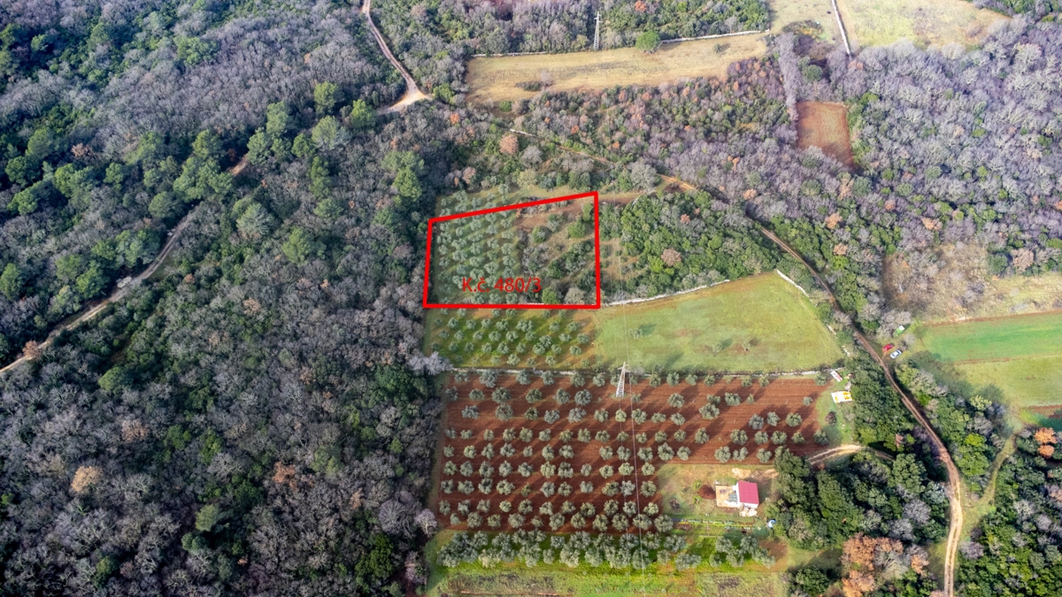 Zemljišče - oljčni nasad