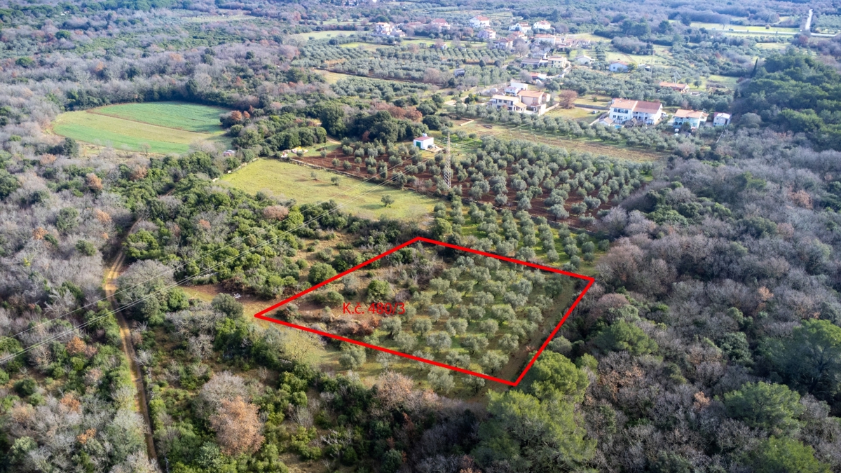 Zemljišče - oljčni nasad