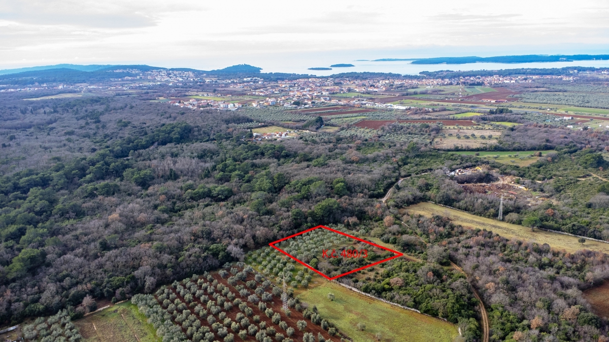 Zemljišče - oljčni nasad