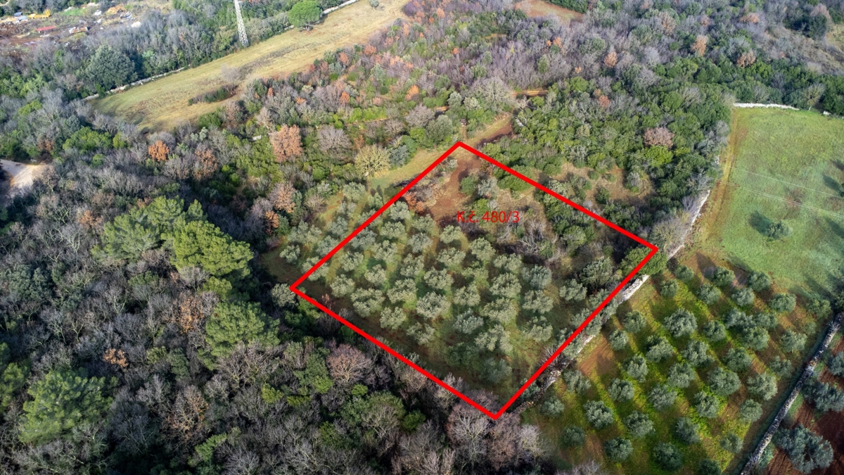 Zemljišče - oljčni nasad