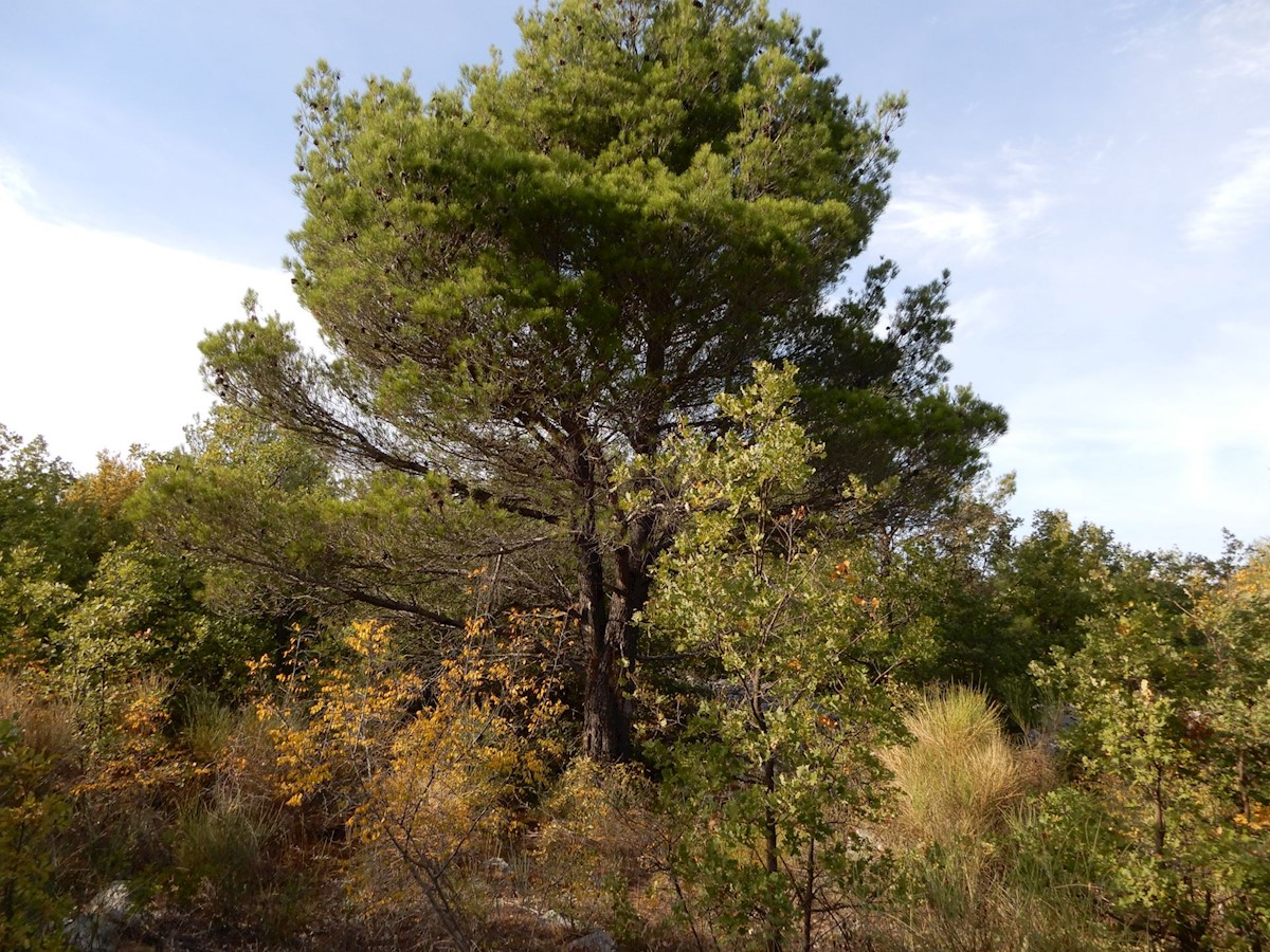 Zemljišče Vodice, 5.588m2