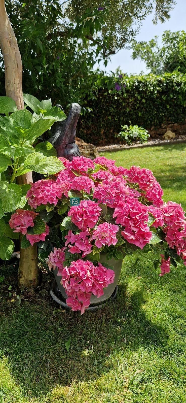 VODICE, samostojna hiša, 4 ločena stanovanja, vrt, garaža