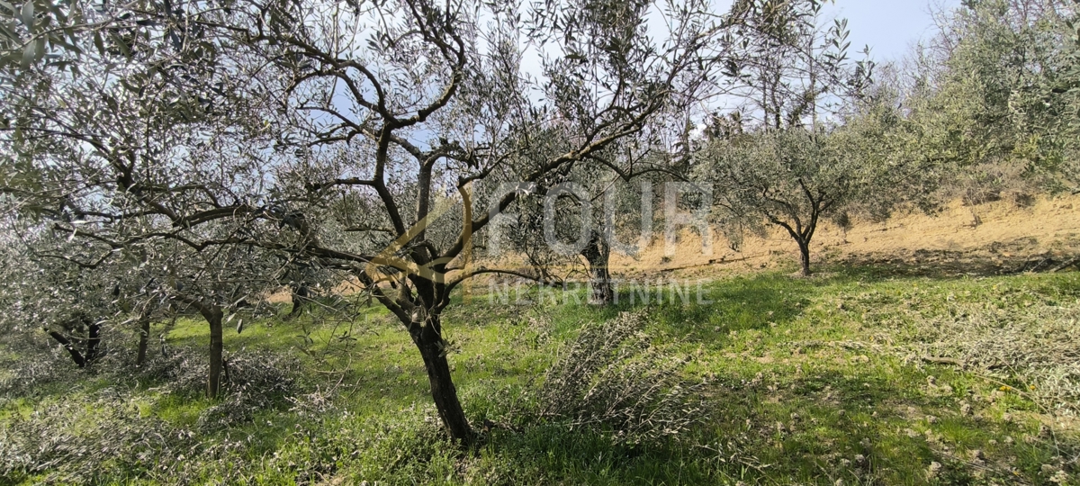 Istra, Buzet - okolica, kmetijsko zemljišče