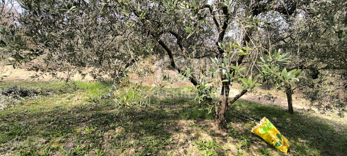 Istra, Buzet - okolica, kmetijsko zemljišče