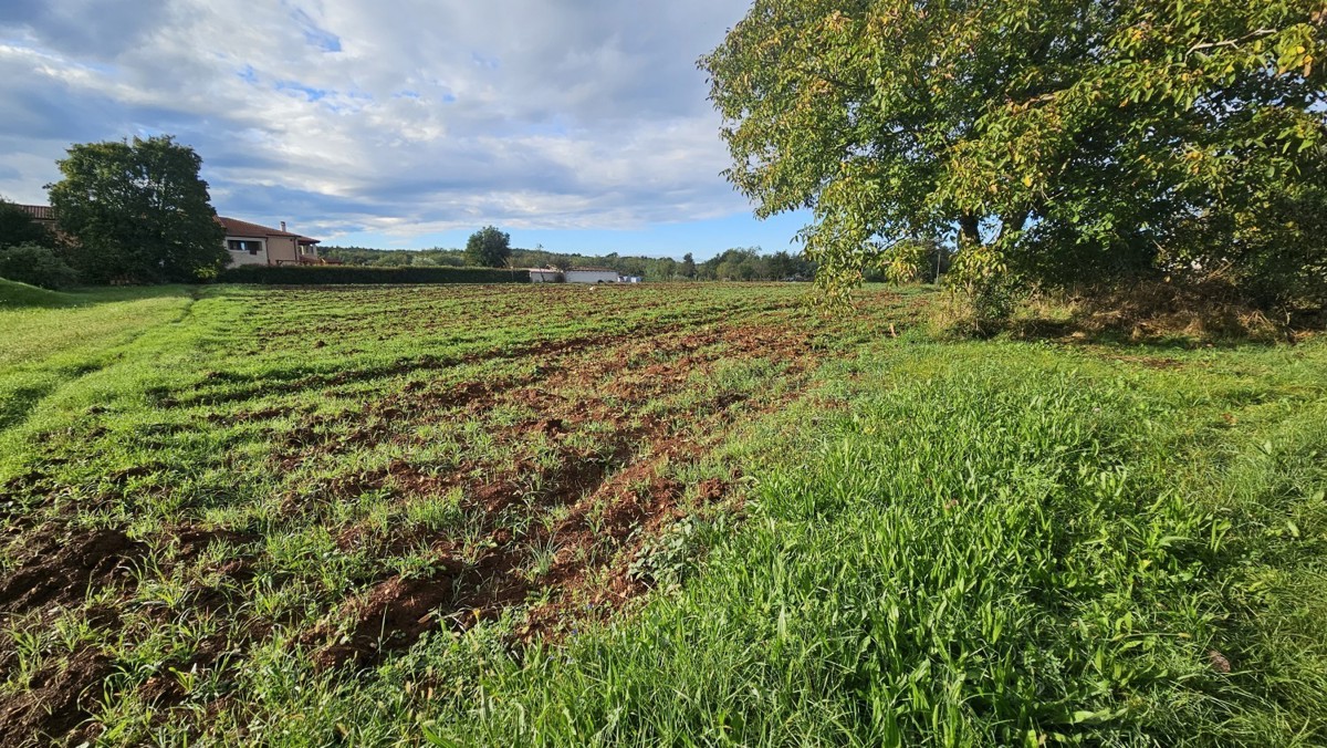 Zazidljivo zemljišče 2.357 m² pri Vižinadi – idealno za vile, prodaja