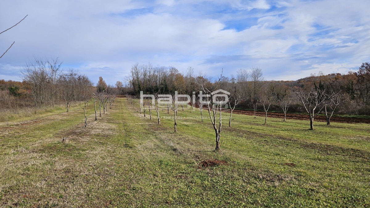 Poreč 16 km, okolica Vižinade - Gradbeno in kmetijsko zemljišče, čudovita lokacija in popoln mir