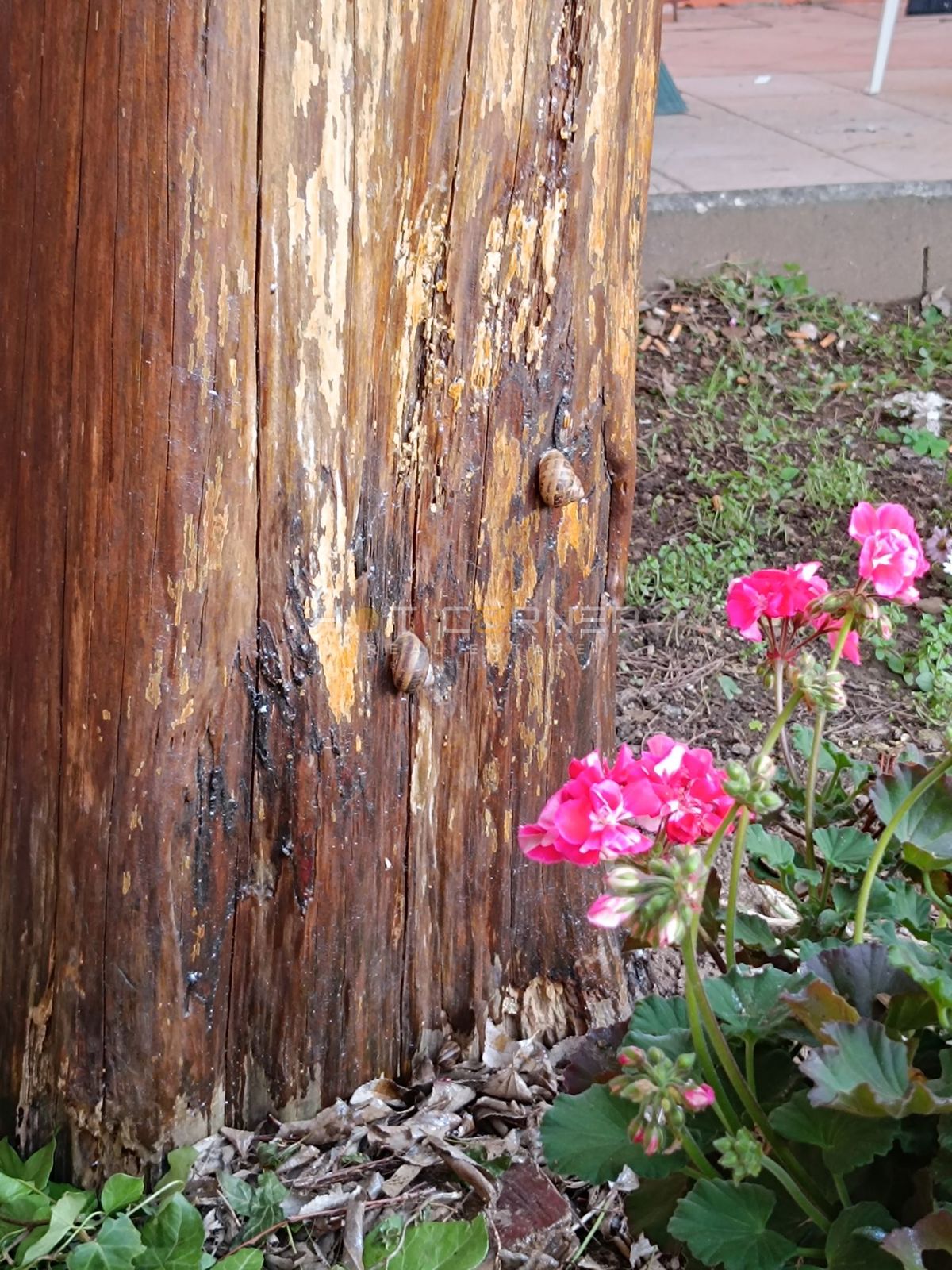 Avtentična italijanska vila s karakterjem - center Pule