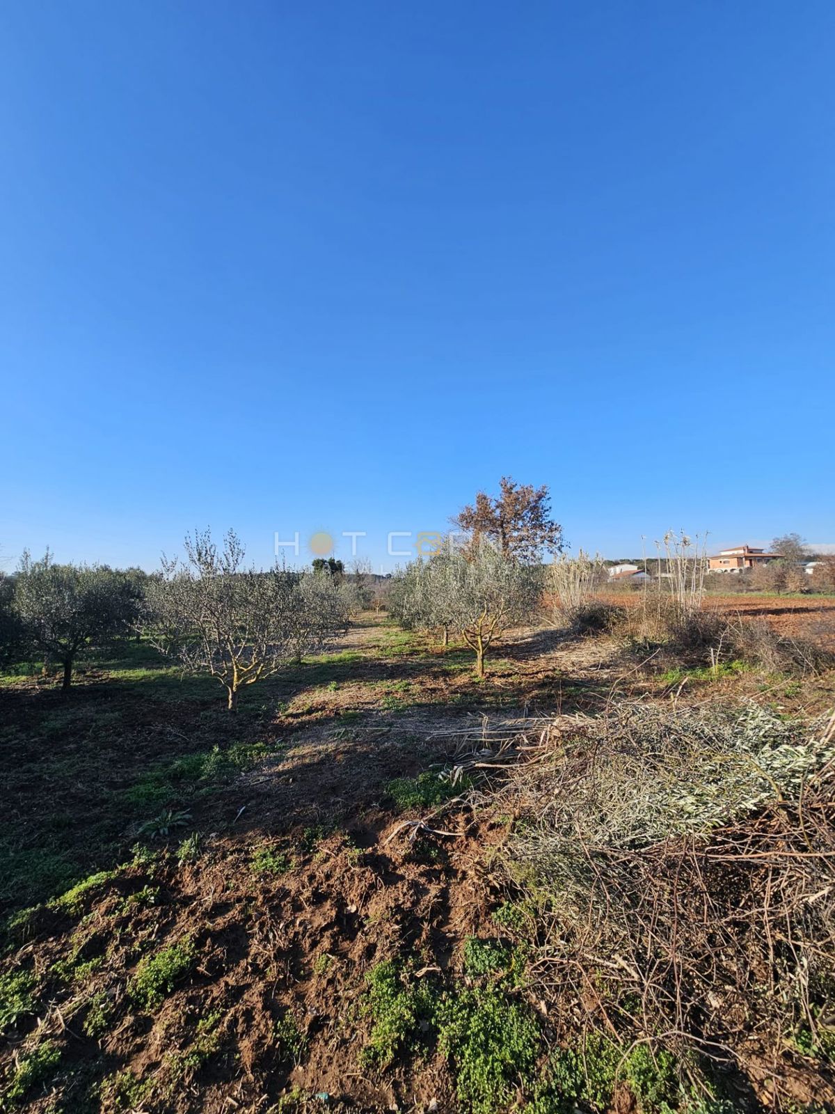 Vikendica s sadovnjakom & olivami – samo €150k v Banjolama!