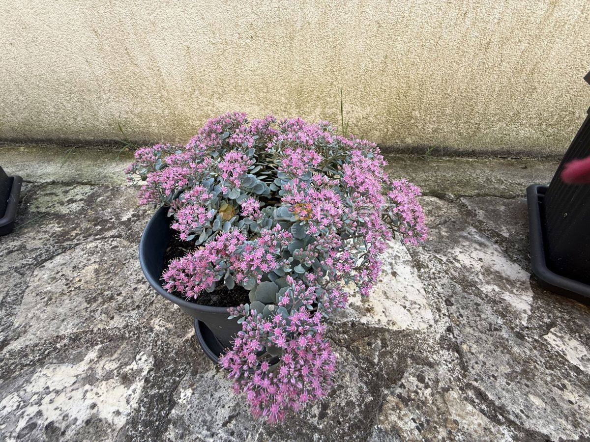 Banjole, 150 m od morja, pritlično stanovanje z 20 m² dvorišča