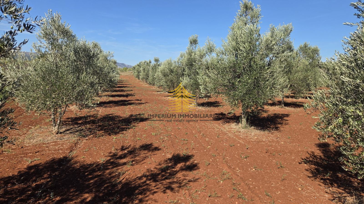 Zemljišče, prodaja, Stari Grad, 12.149 m2, kmetijska površina