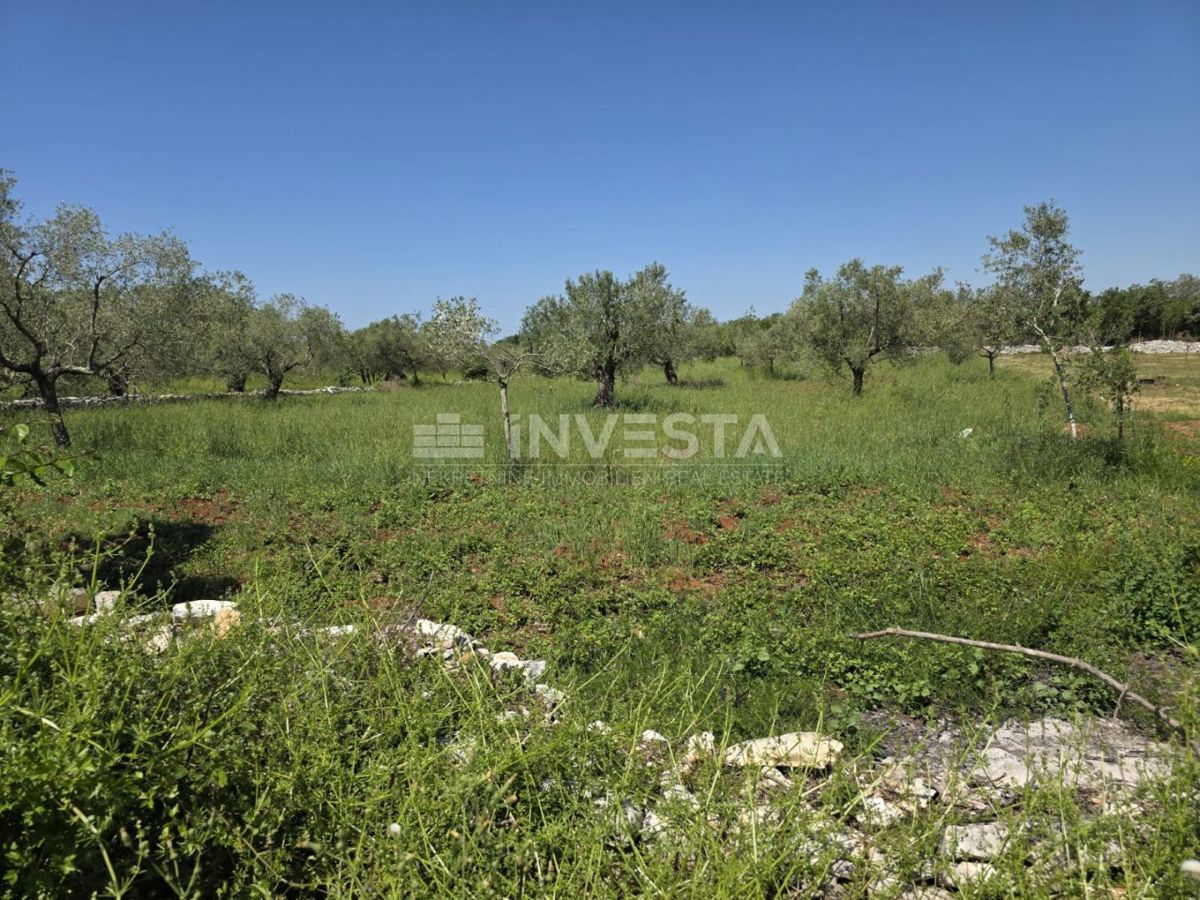 Okolica Fažane, prostorno in urejeno kmetijsko zemljišče