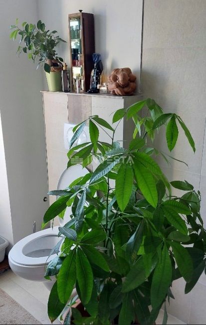 Okolica Gračišća, avtohtona istrska hiša s prostornim zemljiščem